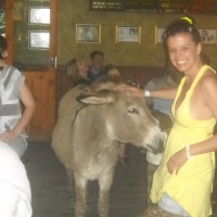 So, a donkey walks into a bar and orders a Coke...